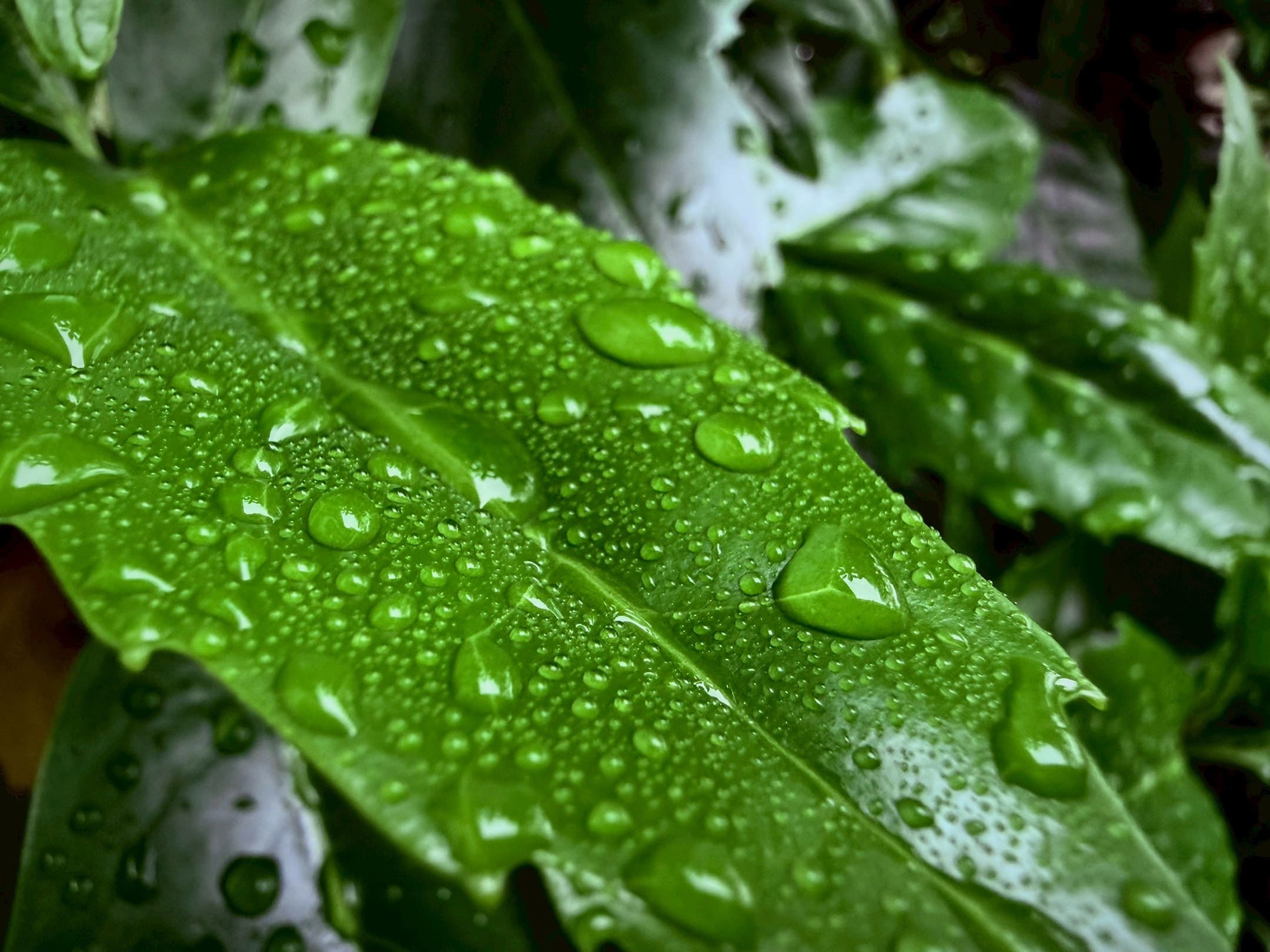 植物イメージ