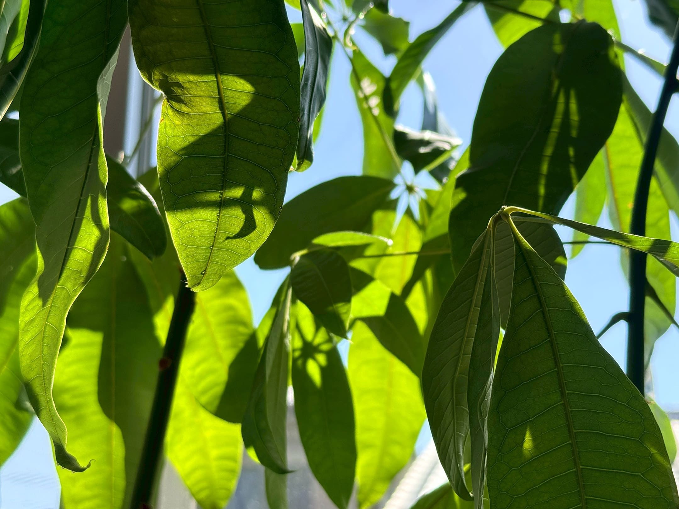 植物イメージ
