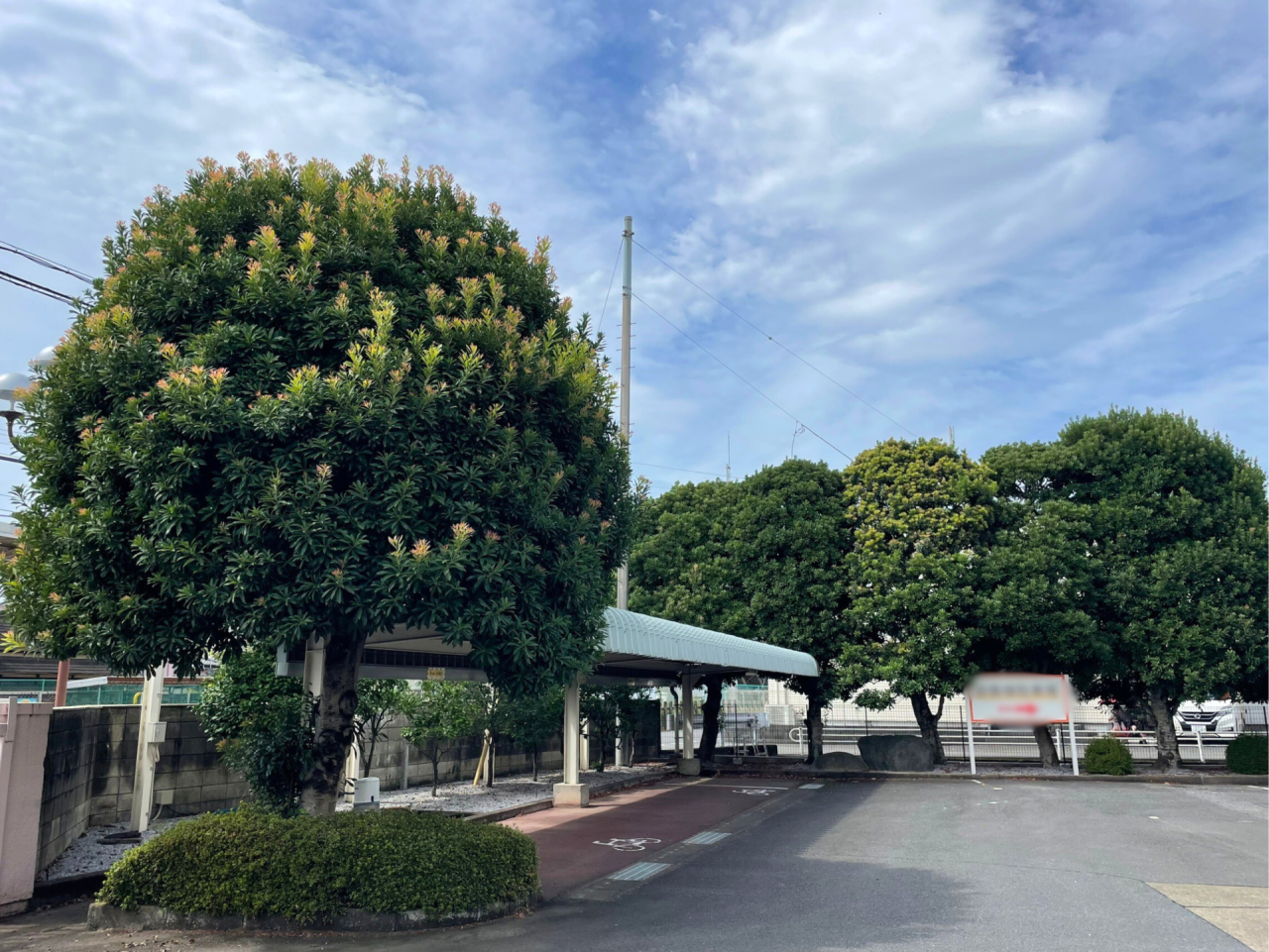 ヤマモモの木　剪定