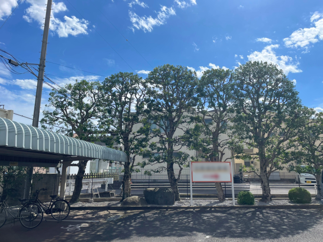 ヤマモモの木 剪定