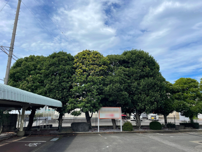 ヤマモモの木 剪定